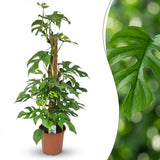 Green boutiQ - Kamerplant - Mini Gatenplant - Monstera Minima Mosstok - Groen - Weinig onderhoud - 1 Plant - Kruka 19cm - Hoogte 90cm