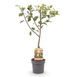 Green boutiQ - Fruitplant - Pruimen boom - Prunus domestica Opal - Geel Rode Vrucht - Kruka 21cm Hoogte 90cm