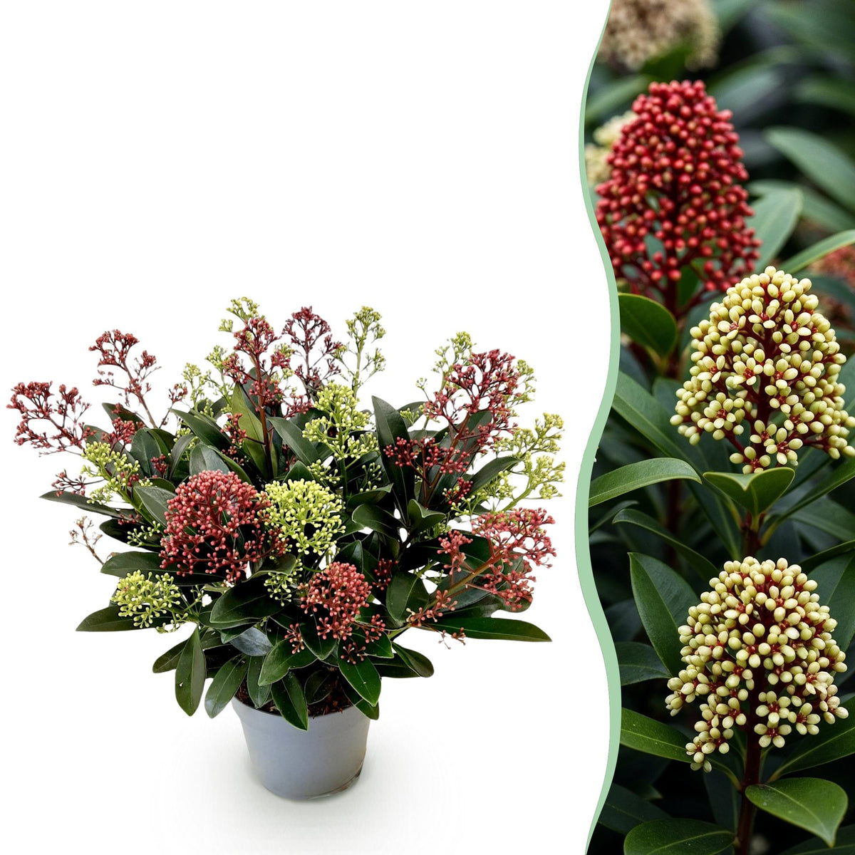 1x - Terrasplant - Skimmia japonica Festival - Bloem Wit & Rood - 15+ Bloemen - 1 Plant - Winterhard - Kruka 15cm Hoogte 30cm