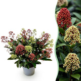 1x - Terrasplant - Skimmia japonica Festival - Bloem Wit & Rood - 15+ Bloemen - 1 Plant - Winterhard - Kruka 15cm Hoogte 30cm