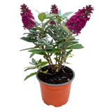 Green boutiQ - Tuinplant - Buddleja davidii Butterfly Candy Little Ruby - Vlinderstruik - Compact - Rood - 1 Plant - Kruka 12cm - Hoogte 20-25cm