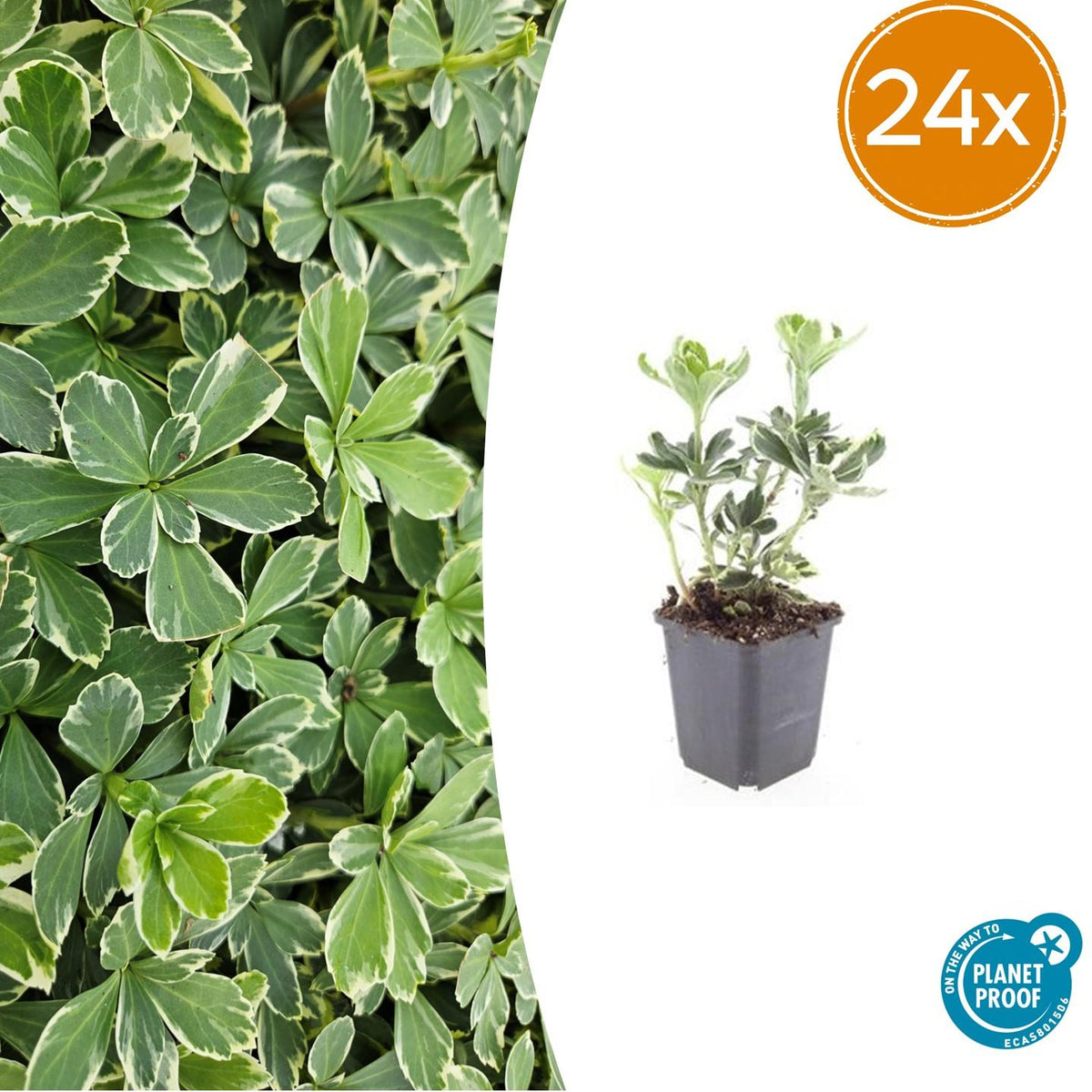 Pachysandra Variegata en godet - Pachysandra panaché - H 10-25 cm, pot Ø9 cm