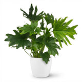 Green boutiQ - Kamerplant - Philodendron - Philodendron Lickety split - Groen - Weinig onderhoud - 1 Plant - met Potter Wit - Kruka 19cm - Hoogte 70cm