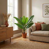 Philodendron Jungle King h45cm