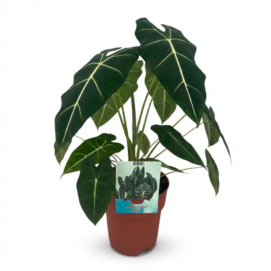 Green boutiQ - Kamerplant - Olifantsoor - Alocasia Frydek - Groen - Weinig onderhoud - 1 Plant - Kruka 19cm - Hoogte 60cm