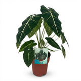 Green boutiQ - Kamerplant - Olifantsoor - Alocasia Frydek - Groen - Weinig onderhoud - 1 Plant - Kruka 19cm - Hoogte 60cm
