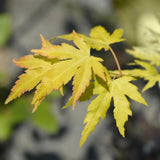 Green boutiQ - Terrasplant - Japanse Esdoorn - Acer palmatum Orange Dream - Oranje - 1 Plant - Bladverliezend - Kruka 19cm Hoogte 70cm