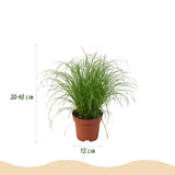 Green boutiQ - Kamerplant - Chlorophytum - Cyperus - Phlebodium - Marantha - Mix van 4 - Huisdiervriendelijke Växtn - Groen - 4 Växtn - met Mand - Kruka 12cm - Hoogte 25cm