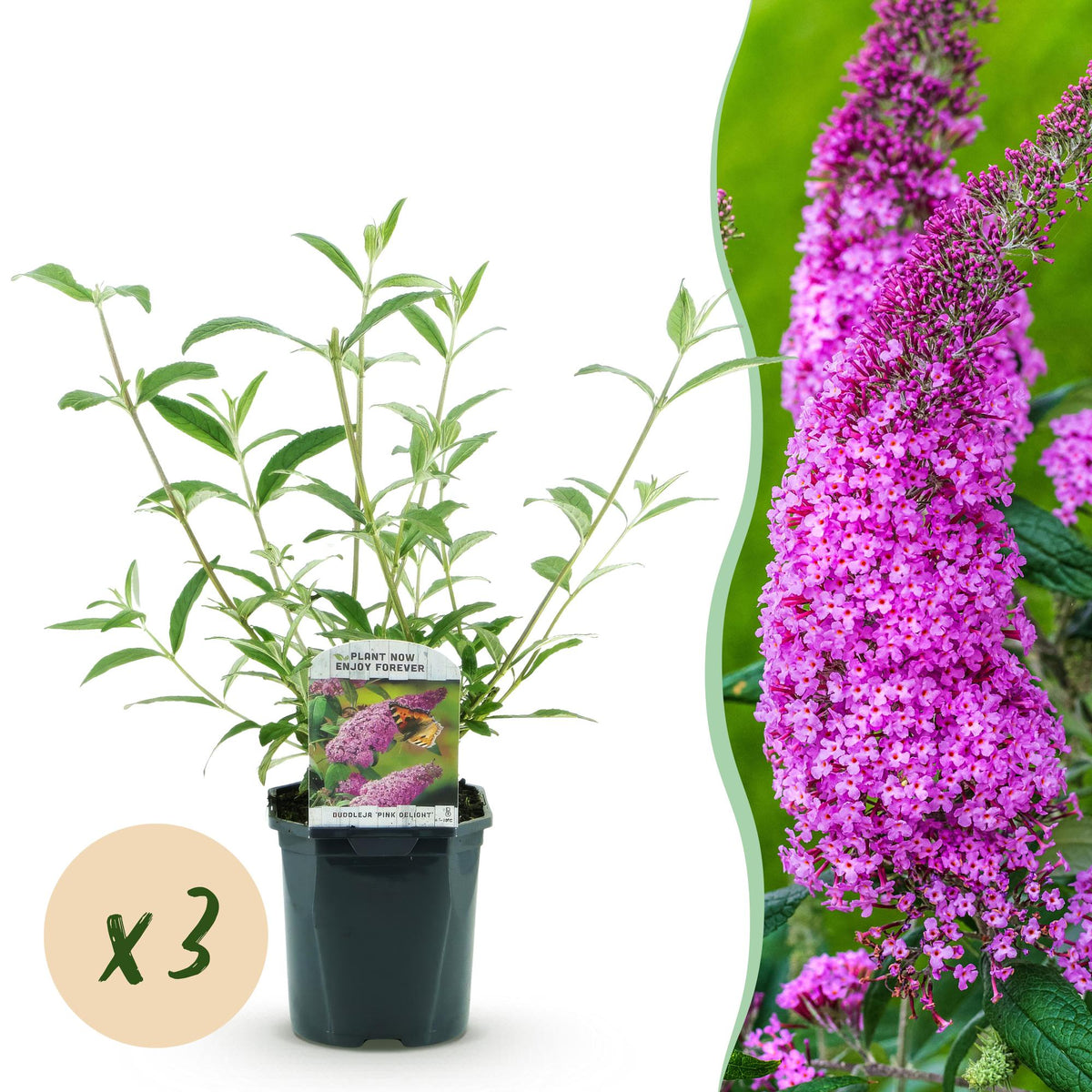 La Green Touch - Trädgårdsväxt - Buddleja davidii Pink Delight - Fjärilsbusk - Winterhart - Rosa - 3 Växter - Kruka 17cm - Höjd 45cm