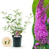 La Green Touch - Trädgårdsväxt - Buddleja davidii Pink Delight - Fjärilsbusk - Winterhart - Rosa - 3 Växter - Kruka 17cm - Höjd 45cm