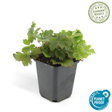 Waldsteinia ternata en godet - Faux fraisier - H 10-25 cm, pot Ø9 cm - photo 4