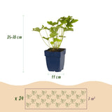 Green boutiQ - Borderpakket - Schaduw - 24 Vaste växtn - 3 m2 - Diversen kleuren - Weinig Onderhoud - Kruka 11cm