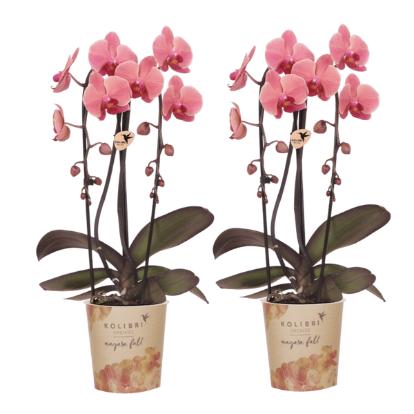 Orchidées Phalaenopsis rose saumon Niagara Fall Narbonne - lot de 2 - pot Ø12 cm