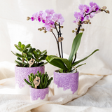 Kolibri Company | Växtnset Bloom Purple | Paarse Vienna orchidee + groene växtn incl. sierpotten