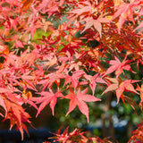 Green boutiQ - Terrasplant - Japanse Esdoorn - Acer palmatum Shaina - Rood - 2 Växtn - Bladverliezend - Kruka 19cm Hoogte 70cm