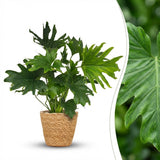 Green boutiQ - Kamerplant - Philodendron - Philodendron Lickety split - Groen - Weinig onderhoud - 1 Plant - met Mand - Kruka 19cm - Hoogte 70cm