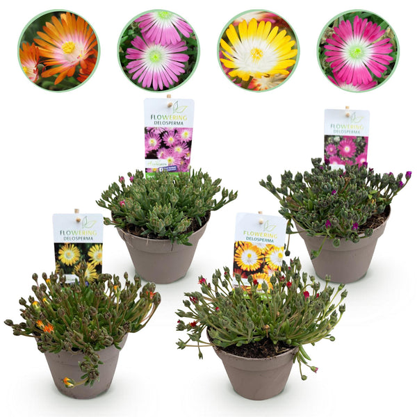 Green boutiQ - Bodembedekker - Winterhard - Delosperma Jewel of Dessert - 4 Växtn - Kleuren Rood - Oranje - Paars - Roze - Weinig Onderhoud - Kruka 14 Hoogte 17