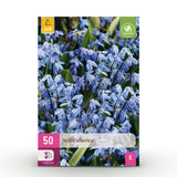 Green boutiQ - Bloembollen - Scilla Siberica - Kleur Paars - 50 stuks - Bolmaat 7/8 - XXL Pack