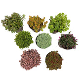 Green boutiQ - Bodembedekker - Winterhard - Alpine Mix - 8 Växtn - Diversen Kleuren  - Weinig Onderhoud - Kruka 14 Hoogte 17