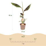 Green boutiQ - Fruitplant - Japanse vezelbanaan - Musa Ever Red - Winterhard - Kruka 21cm Hoogte 90cm