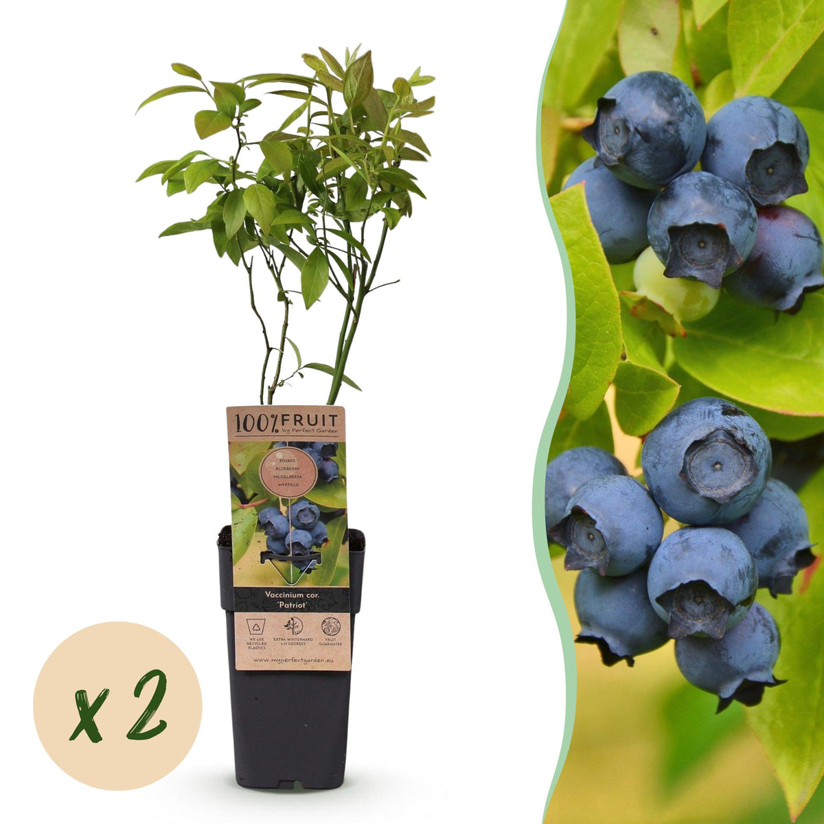 Myrtillier Patriot - H 50 cm, pot Ø15 cm