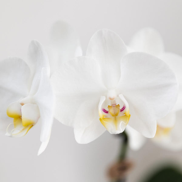 Kolibri Orchids | Witte Amabilis orchidee + Bold Cognac sierpot – potmaat Ø9cm | bloeiende kamerplant – vers van de kweker