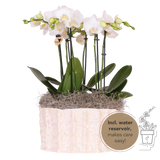 Orchidées Phalaenopsis blanches Mineral Amabilis en coupe Oyster - bouquet de 3