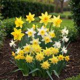 Green boutiQ - Bloembollen - Narcis Botanical mix - Kleur Geel i Wit - 20 stuks - Bolmaat 10/12 - XXL Pack