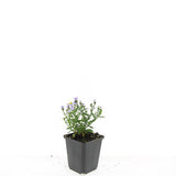 Aster nain Professor Anton Kippenberg en godet - Symphyotrichum dumosum - H 10-25 cm, pot Ø9 cm - photo 5
