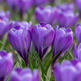 Crocus bleu à grandes fleurs - 240 bulbes
