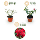 Green boutiQ - Tuin Roos - Rosa Rote The Fairy - Roos - Winterhard - Rood - 1 Plant - Kruka 12cm - Hoogte Hoogte 20-25cm