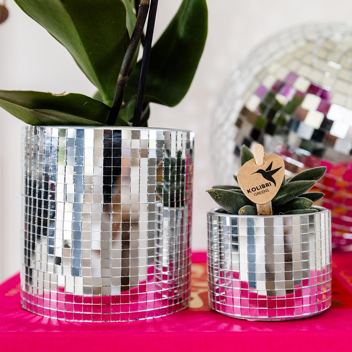 Kolibri Company | Växtnset Disco | Paarse Vienna orchidee Ø9cm + Succulent incl. keramieken sierpotten