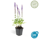 Sauge des bois Ostfriesland en godet - Salvia nemorosa - H 10-25 cm, pot Ø9 cm - photo 4