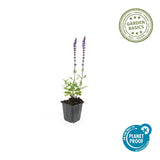 Sauge des bois Caradonna en godet - Salvia nemorosa - H 10-25 cm, pot Ø9 cm - photo 5