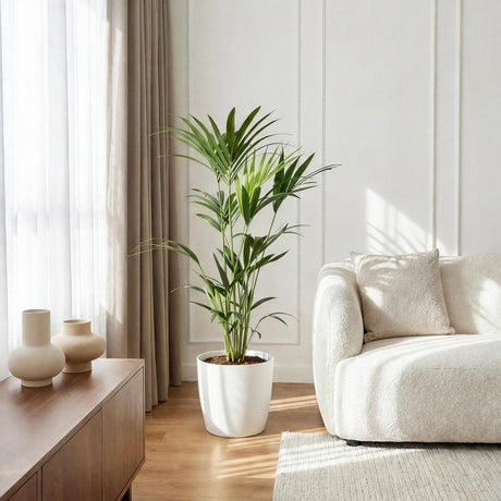 Green boutiQ - Kamerplant - Howea Forsteriana - Kentia Palm - Weinig Onderhoud - Groen - 1 Plant - met Mand - Kruka 19cm - Hoogte 80-85cm