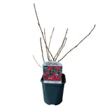 Green boutiQ - Heesters -  Ribes sanguineum Kind Edward - Bloem Rood - 1 Plant - Bladverliezend - Weinig Onderhoud - Kruka 17cm Hoogte 45cm