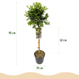 Green boutiQ - Tuinplant - Euonymus fortunei Harlequin - Plant op stam - Terras Plant - Bladhoudend - Weinig Onderhoud - Kruka 19cm Hoogte 90cm