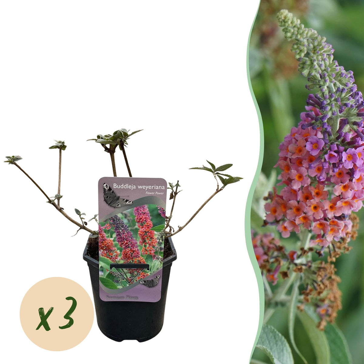 Green boutiQ - Vlinderstruik - Buddleja davidii Flower Power - Bloem Oranje Paars - 3 Växtn - 1m2 - Bladverliezend - Vlinderlokkend -  Kruka 17cm Hoogte 30cm