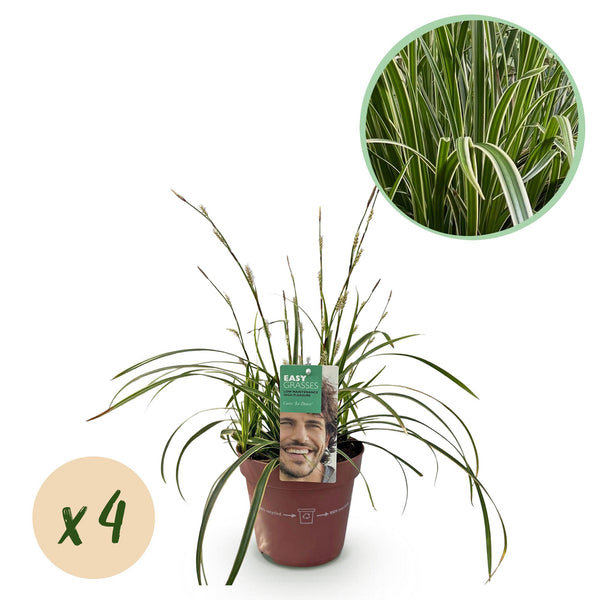 Green boutiQ - Siergrassen - Carex morrowii Ice Dance  - Wit & Groen - 4 Växtn - Bladhoudend - Weinig Onderhoud - Kruka 17cm Hoogte 50cm