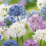 Ail d'ornement en mélange Buzzing Beauties - 60 bulbes