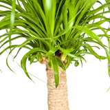 Beaucarnea Recurvata Stam met mand Ø21cm - ↕60 - 80cm