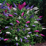 Green boutiQ - Vlinderstruik - Buddleja davidii Tricolour - Bloem Roze , Wit i Paars - 1 Plant - Bladverliezend - Vlinderlokkend -  Kruka 17cm Hoogte 30cm