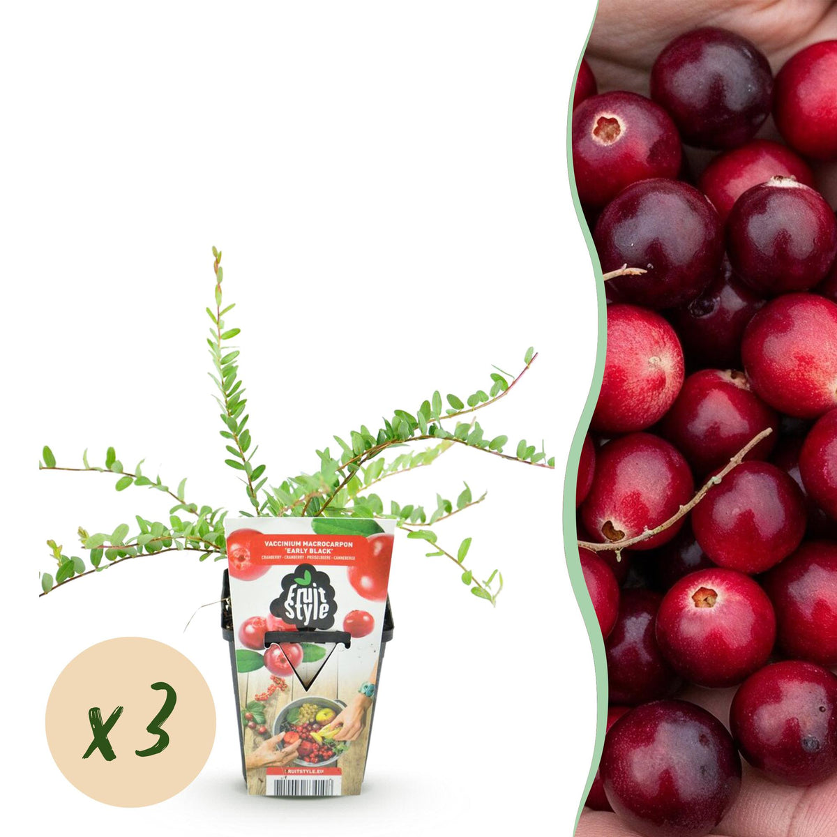 Green boutiQ - Fruitväxtn - Blauwe Bes - Vaccinium macrophylla Early Black - Winterhard - 3 Växtn - Kruka 9 cm - Donker Rode  Bes