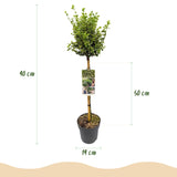 Green boutiQ - Tuinplant - Euonymus fortunei Emerald Gaiety - Plant op stam - Terras Plant - Bladhoudend - Weinig Onderhoud - Kruka 19cm Hoogte 90cm