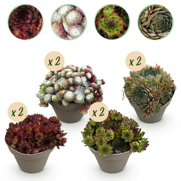 Green boutiQ - Bodembedekker - Winterhard -Sempervivum Big Sam - 8 Växtn - Diversen kleuren - Weinig Onderhoud - Kruka 14 Hoogte 17