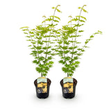 Green boutiQ - Terrasplant - Japanse Esdoorn - Acer palmatum Jordan - Geel - 2 Växtn - Bladverliezend - Kruka 19cm Hoogte 70cm