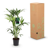 Green boutiQ - Kamerplant - Howea Forsteriana - Kentia Palm - Weinig Onderhoud - Groen - 1 Plant - met Mand - Kruka 19cm - Hoogte 80-85cm