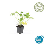 Géranium à grosses racines Spessart en godet - Geranium macrorrhizum - H 10-25 cm, pot Ø9 cm - photo 4