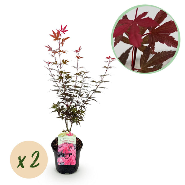 Green boutiQ - Terrasplant - Japanse Esdoorn - Acer palmatum Skeetsers Broom - Paars - 2 Växtn - Bladverliezend - Kruka 19cm Hoogte 70cm