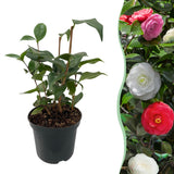Green boutiQ - Heesters - Camelia japonica Tricolour - Bloem Roze, Wit i Rood - 1 Plant - Groenblijvend - Kruka 15cm Hoogte 30cm